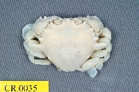 藏品(紅點紋腕(網灰)蟹)的圖片